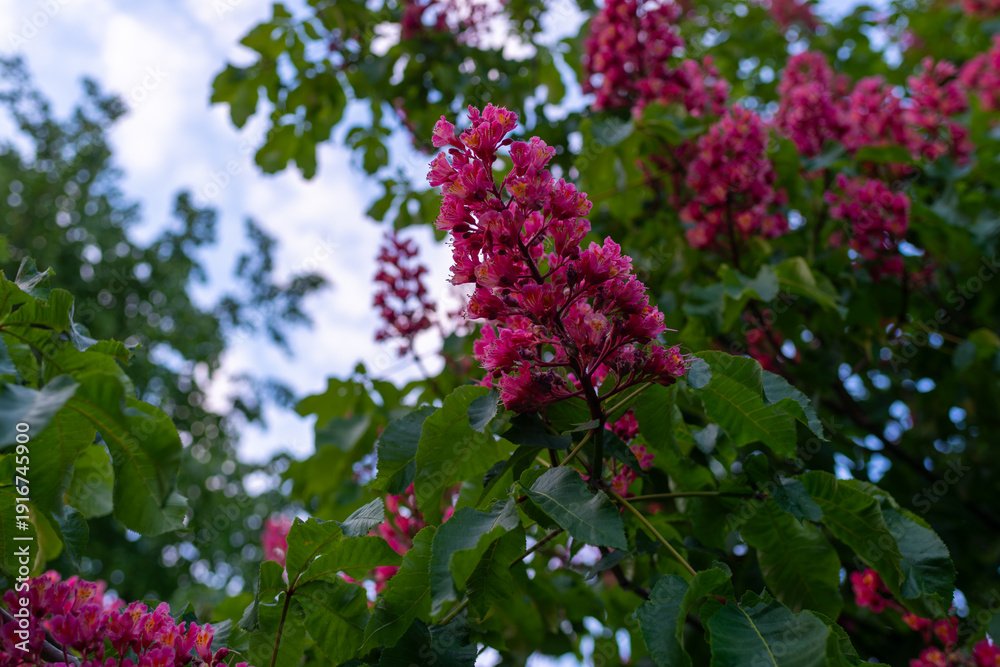 Fototapeta premium Bright red horse chestnut (Aesculus x carnea) flower panicles rising above lush green leaves. Spring botanical image for gardening, urban trees, flowering season, and natural color background.