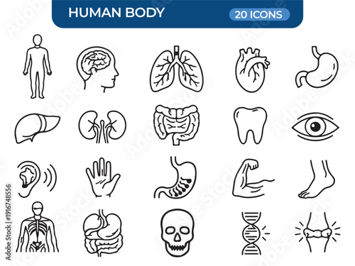 Human Anatomy Icons Set: A comprehensive collection of line art icons depicting various organs and systems of the human body, ideal for educational or medical illustrative use. 
