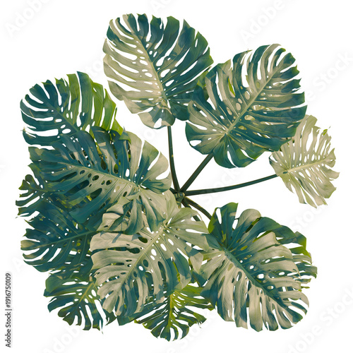 Bild auf Leinwand Monstera deliciosa tree plan, top view, cutout, transparent background, isolate,
