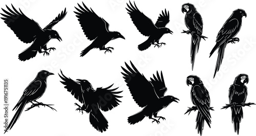 Black and white vector bird silhouettes set featuring flying ravens and perched parrots for wildlife nature logo and gothic decoration