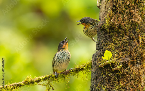 Konstfotografi Rostkehltangare (Ixothraupis rufigula)