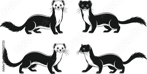 Four Black and White Ferrets in Different Poses animal