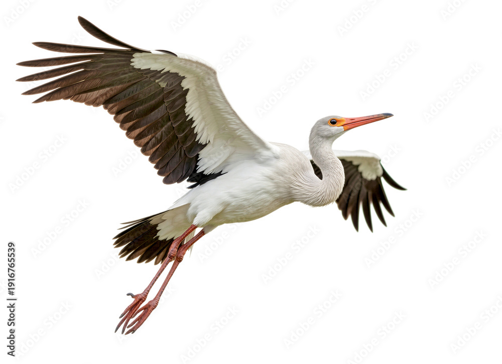Fototapeta premium Majestic Stork in Mid-Flight Overhead