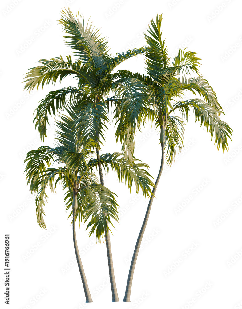 Obraz premium Archontophoenix alexandrae tree, elevation, front view, cutout, transparent background, isolate, Elegant tall trees with smooth trunks, a vibrant green foliage, perfect for nature background