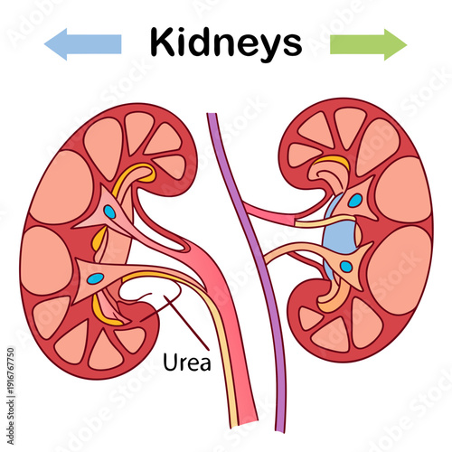 A detailed illustration of the human kidneys and their internal structure