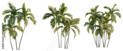 Fotografie Archontophoenix alexandrae tree, elevation, front view, cutout, transparent background, isolate, Lush green palm trees in a tropical forest, vibrant foliage and natural beauty