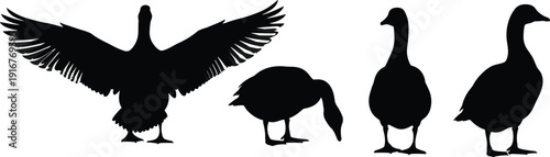 Black vector silhouette set of domestic geese and ducks in various poses including wings spread grazing and standing for farm nature and wildlife branding
