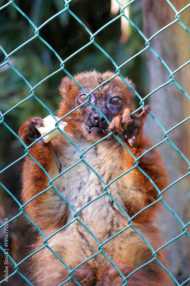 Fototapeta premium un lémurien à poils rouge