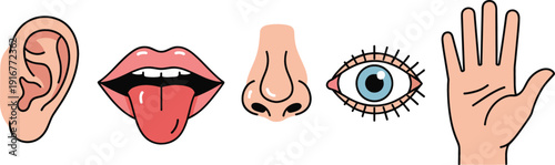 Colorful vector icon set of the five human senses hearing taste smell vision and touch