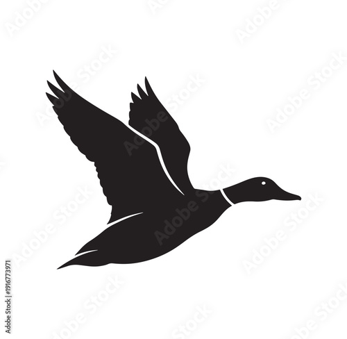 flying duck in mid air with outstretched wings and white highlights