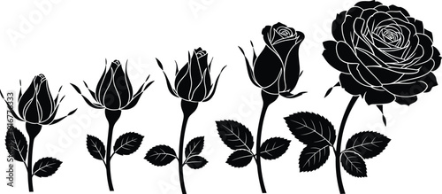 Black vector silhouette set of rose flowers showing various stages of growth from a small bud to a full blooming blossom for floral branding