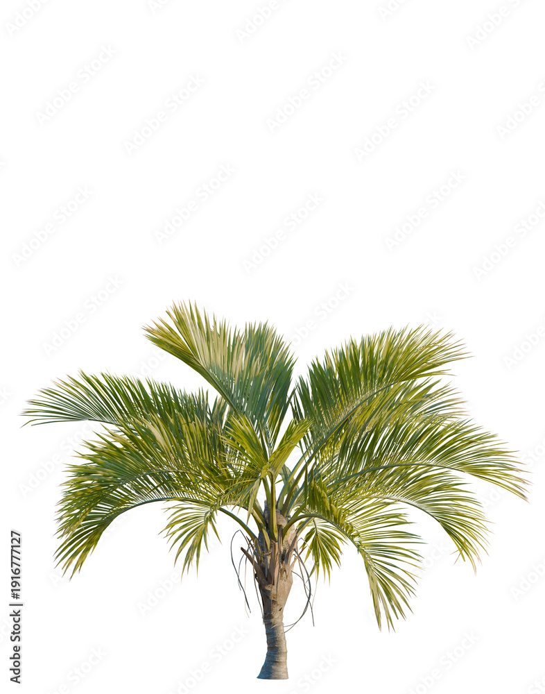Fototapeta premium Howea belmoreana tree, elevation, front view, cutout, transparent background, isolate, Detailed close-up of a lush green palm tree with vibrant fronds in a tropical setting.