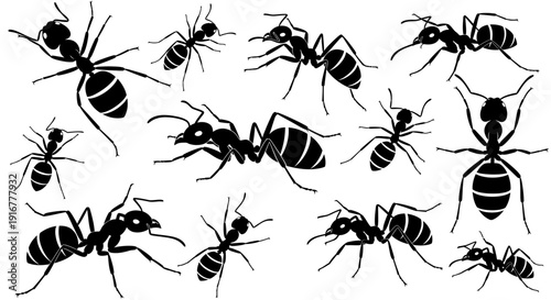 Collection of ants in various poses and sizes depicted in a minimalist black and white illustration