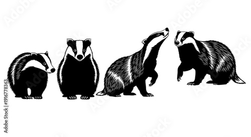 Four badgers in various poses, showcasing their distinctive stripes and postures, in a detailed illustration style.