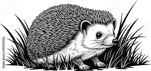 Detailed black and white illustration of a hedgehog in natural grassy habitat