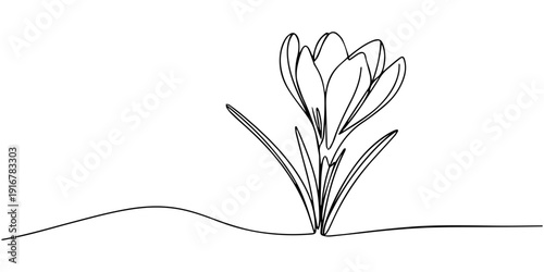 line art, bouquet of flowers crocus spring and summer, drawing with one line. vector illustration white background, Spring crocus flower in continuous line art drawing style. Minimalist black linear.