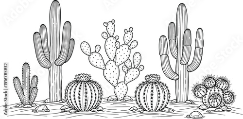 Desert landscape with diverse cacti and succulents on sandy ground