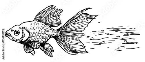 Goldfish swimming illustration sketch