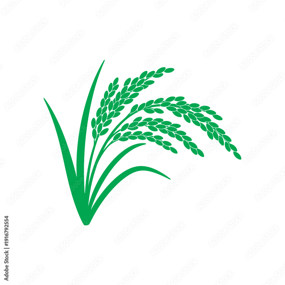 Fototapeta premium Green Rice Plant Illustration.