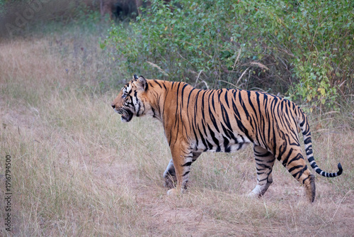 Royal Bengal Tiger