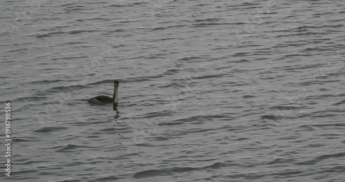 Grèbe huppé (Podiceps cristatus), oiseau aquatique au plumage hivernal  blanc à reflets roux orangé, calotte noire ou huppe courte, long bec rosé et pointu nageant seul au milieu d'un lac