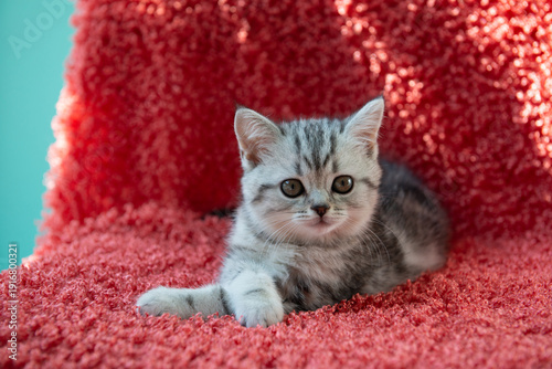 Adorable gray tabby kitten lying on soft red textured blanket and looking at camera. Cozy warm pet portrait with rich color contrast, shallow depth of field and soft light