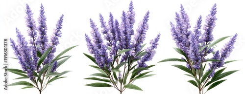 Three purple flowering plants with green leaves on a white background