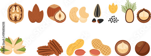 Vector Illustration Set of Healthy Nuts and Seeds Including Walnut Almond Hazelnut Cashew Peanut and Pistachio for Organic Food Packaging Design and Nutrition Education