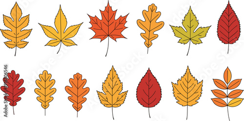 Vector Illustration Set of Colorful Autumn Leaves Including Maple Oak and Elm for Fall Seasonal Graphic Design Nature Greeting Cards and Thanksgiving Decor Art