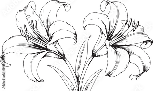 Obraz na plátně Blooming Lilies Line Art Composition