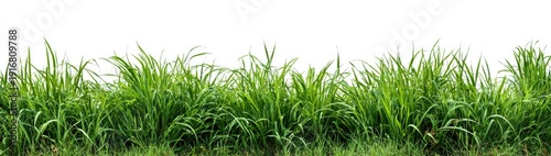 Panel kuchenny z motywem Lush green grass blades sway gently against a stark white background