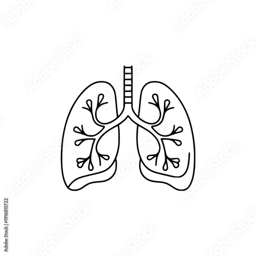Detailed illustration of human lungs with trachea and bronchi