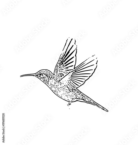 hummingbird vector illustration