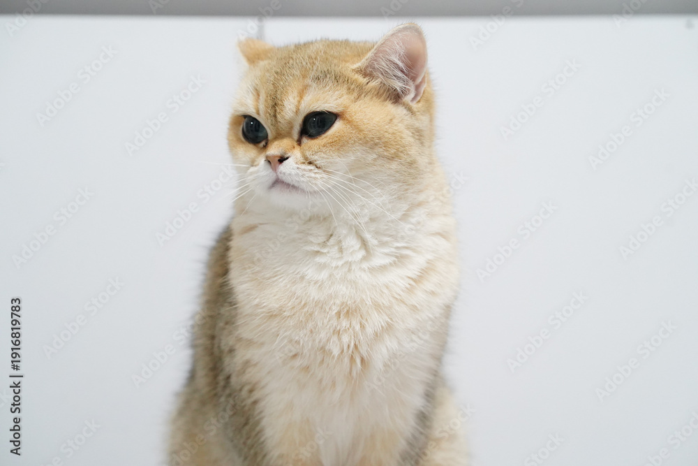 Obraz premium Golden cat fluffy fur green eyes domestic pet sitting white background cute alert short hair whiskers calm expression indoor