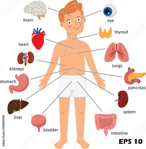Human Internal Organs Anatomy Chart for Kids. Vector Illustration of a Boy with Labeled Brain, Heart, Lungs, Liver, and Digestive System