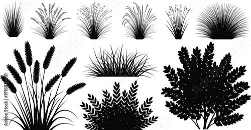Set of ornamental grasses, shrubs and wheat silhouettes isolated on white background, botanical landscape elements bundle for garden design, cad drawing flat vector illustration,