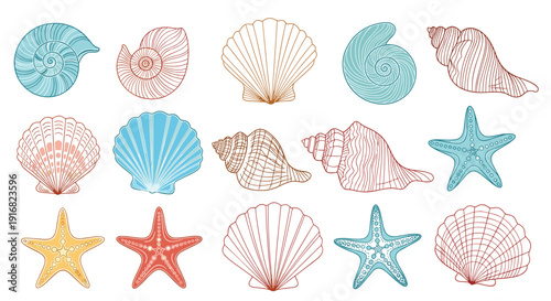 Diverse collection of colorful illustrated seashells and starfish including various spiral, scallop, and cone shapes for marine themes.