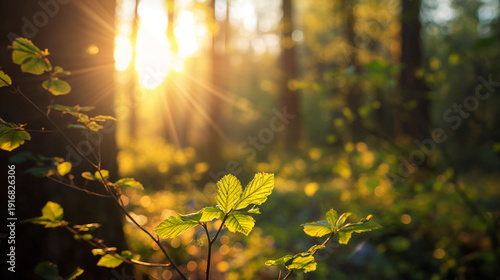 Sunlit forest clearing in early spring, warm light and fresh leaves creating sense of balance, growth and emotional clarity
