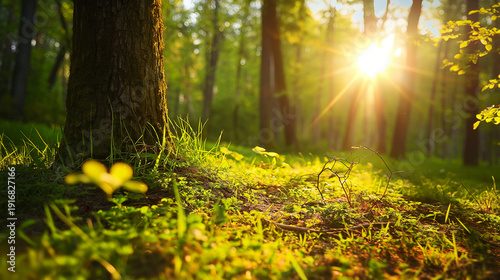 Sunlit forest clearing in early spring, warm light and fresh leaves creating sense of balance, growth and emotional clarity