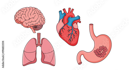 Collection of human internal organs including the brain, heart, lungs, and stomach illustrated with clear anatomical details on a plain white background.