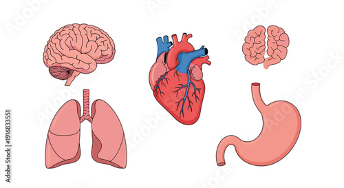 Educational set of human internal organs including the brain, heart, lungs, and stomach illustrated with anatomical medical details.