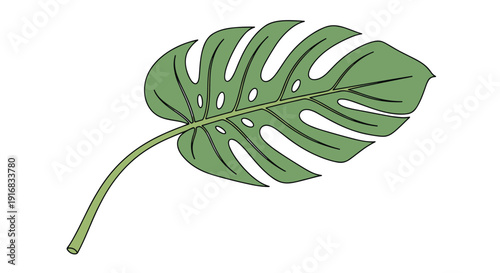 Single green monstera leaf with characteristic holes and veins shown as a detailed botanical illustration on white.