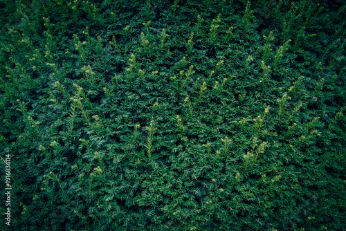 Cuadro en lienzo A close up of dark green Yew tree branches texture