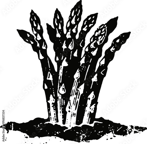asparagus growing in soil, fresh vegetable stalks sprouting, healthy farm produce natural growth