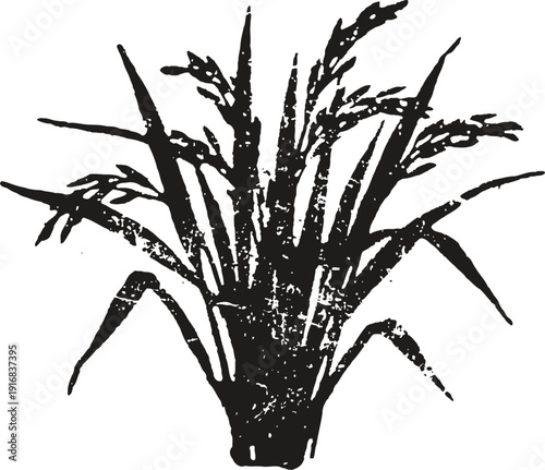 Vintage black ink drawing of sugarcane plant with tall leaves and stalks agricultural illustration