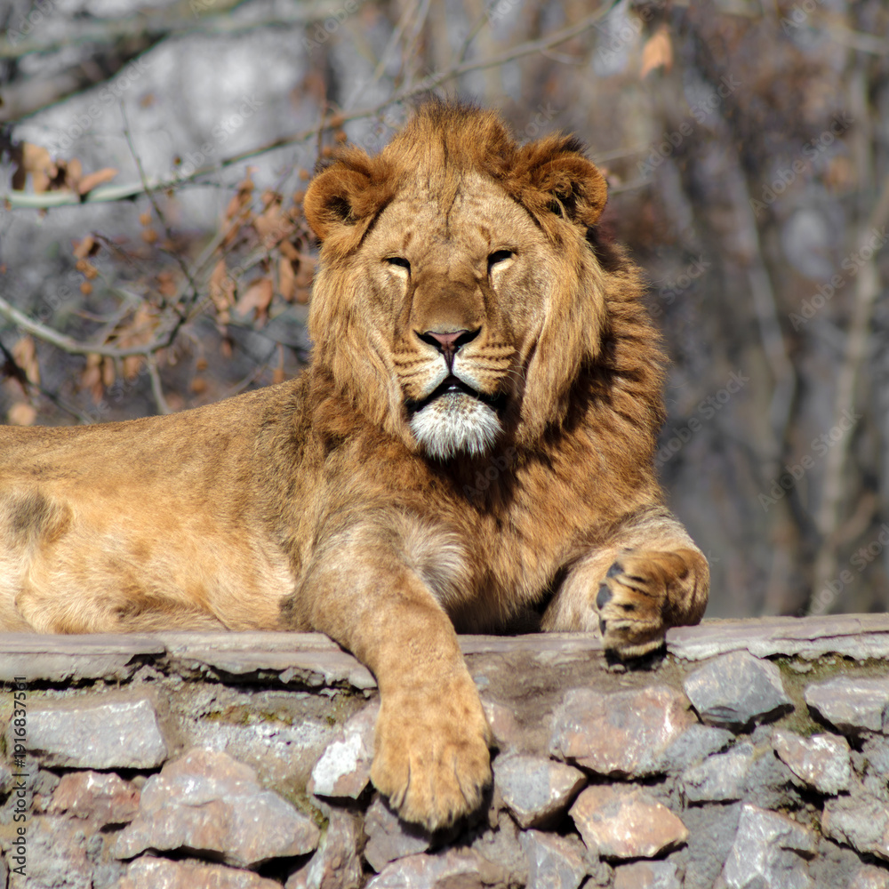 Obraz premium Lion is laying on a stone wall