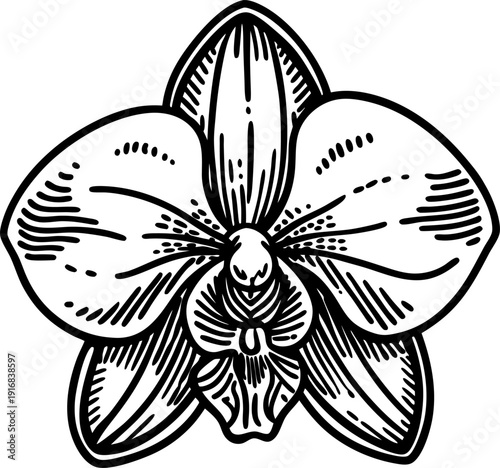 Detailed black and white orchid flower illustration, exotic tropical plant, botanical line art drawing