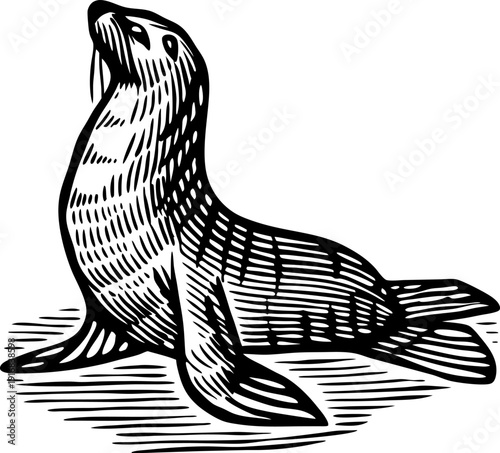 Black and white vintage engraving of sea lion in side view sitting on ground