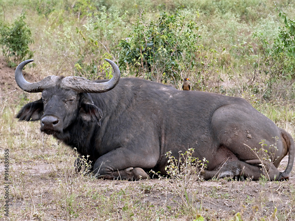 Obraz premium OUGANDA, safari et randonnée au cœur de l'Afrique. Gros plan sur un buffle au bord du canal de Kazinga dans le Parc National de Queen Elizabeth