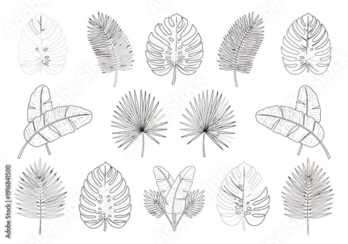 Collection of Tropical Foliage Illustrations Featuring Fan Palm Banana Leaf and Monstera Leaf Designs in Outline Sketch Style for Decorative Elements
